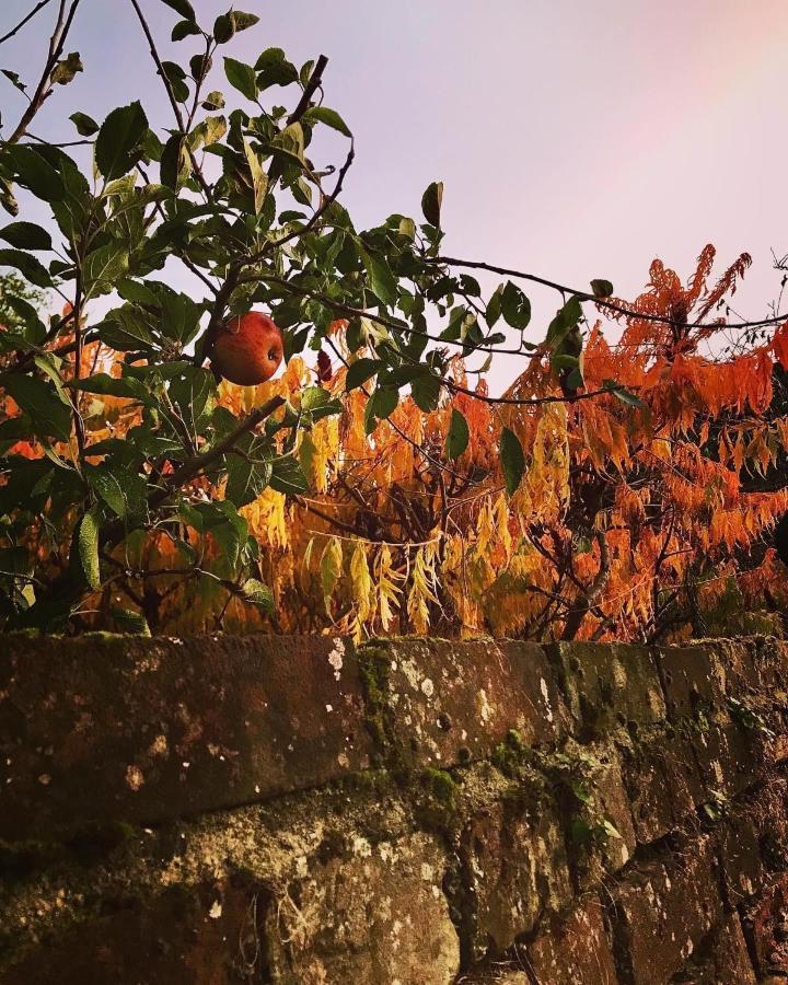 Melford Allotment Shed-vintage Suffolk Апартаменты *
